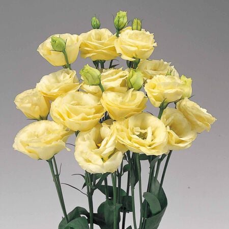 Rosita 2 Yellow, (F1) Lisianthus Seeds - Packet image number null